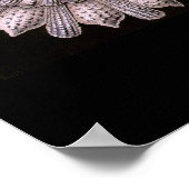 Thalamphora - Bord 2 - Kunstformen der Natur Poster (Hoek)