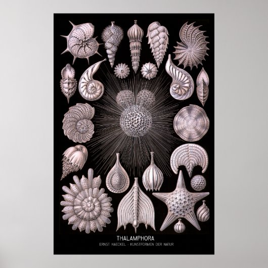 Thalamphora - Bord 2 - Kunstformen der Natur Poster (Voorkant)