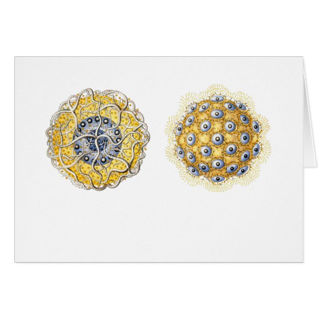 Thalassoxanthium (Voorkant Horizontaal)