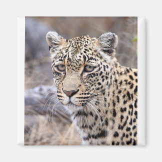 Thandi - vrouw luipaard magneet