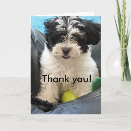 Thank you! Havanese Puppy Bedankkaart (Voorkant)