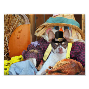 Thanksgiving Chihuahua dog Foto Afdruk