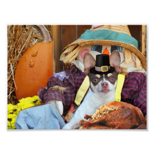 Thanksgiving Chihuahua dog Foto Afdruk (Voorkant)