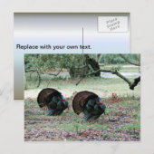 Thanksgiving Dag Wilde Kalkoenen in een open veld Feestdagenkaart (Voorkant / Achterkant)