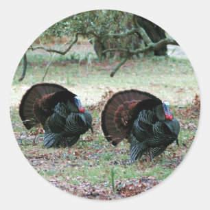 Thanksgiving Dag Wilde Kalkoenen in een open veld Ronde Sticker