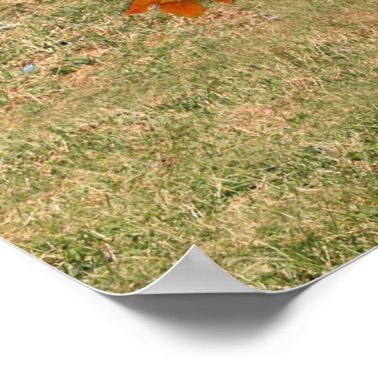 Thanksgiving Ducks Poster (Hoek)