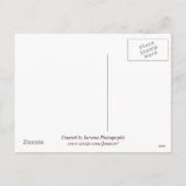 Thanksgiving Grappig Briefkaart (Achterkant)