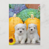 Thanksgiving Maltese puppies Feestdagenkaart (Voorkant)