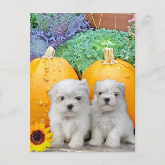 Thanksgiving Maltese puppies Feestdagenkaart (Voorkant)