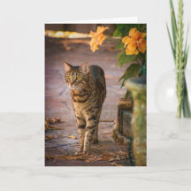 Thanksgiving met kat- en herfstbloemen