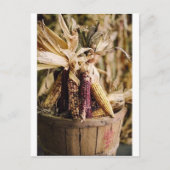 Thanksgiving oogst maïs feestdagenkaart (Voorkant)