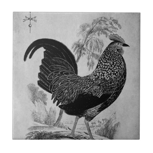 Thanksgiving Rooster in zwart-wit Tegeltje (Voorkant)