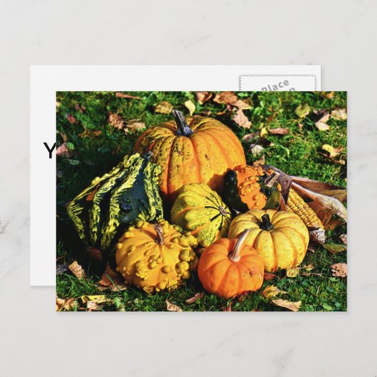 Thanksgiving Scene met pomkins-Corn-Gourds Feestdagenkaart (Voorkant / Achterkant)