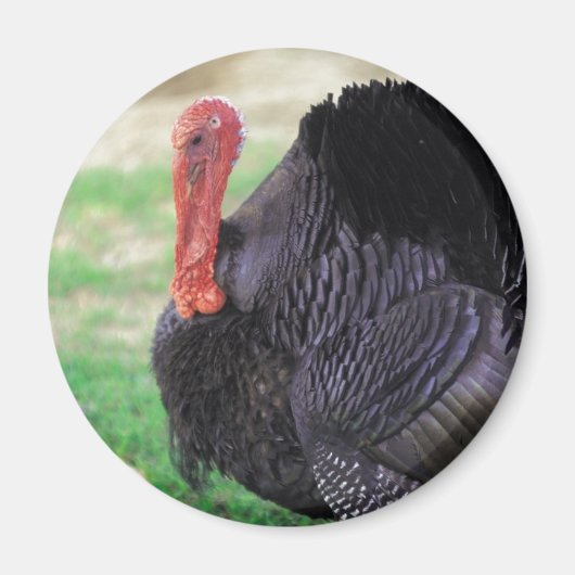 Thanksgiving Turkey Bird Magneet (Voorkant)