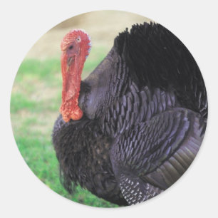 Thanksgiving Turkey Bird Ronde Sticker