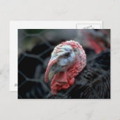 Thanksgiving Turkije Feestdagenkaart (Voorkant / Achterkant)