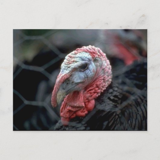 Thanksgiving Turkije Feestdagenkaart (Voorkant)