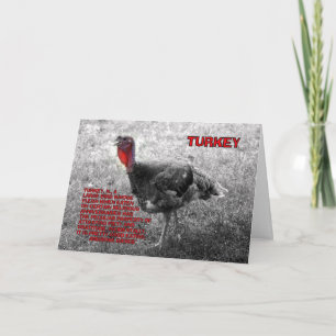 Thanksgiving Turkije Humor Feestdagen Kaart