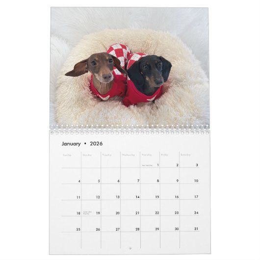 The 2026 Starbox Dachshunds Calendar Kalender (Jan 2026)