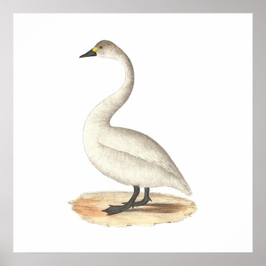 The American Swan (Cygnus americanus) Poster (Voorkant)