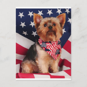 The American Yorkie Briefkaart