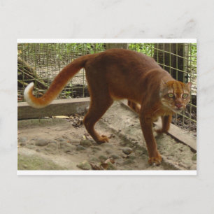 The Bay Cat (Pardofelis badia) Briefkaart