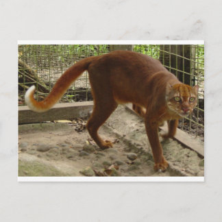 The Bay Cat (Pardofelis badia) Briefkaart