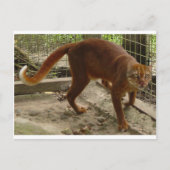 The Bay Cat (Pardofelis badia) Briefkaart (Voorkant)