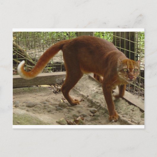 The Bay Cat (Pardofelis badia) Briefkaart (Voorkant)