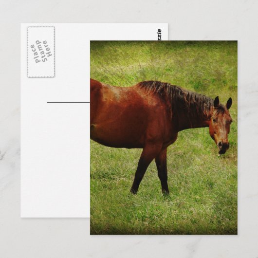 The Bay Horse Briefkaart (Voorkant / Achterkant)