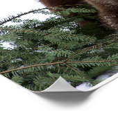 the Bears of Bern Poster (Hoek)