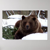 the Bears of Bern Poster (Voorkant)