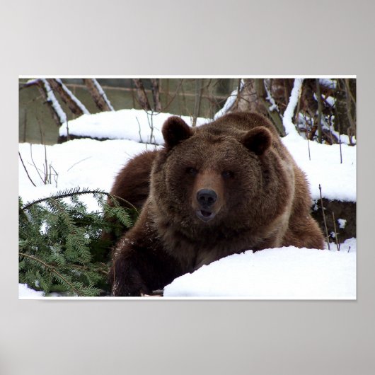 the Bears of Bern Poster (Voorkant)