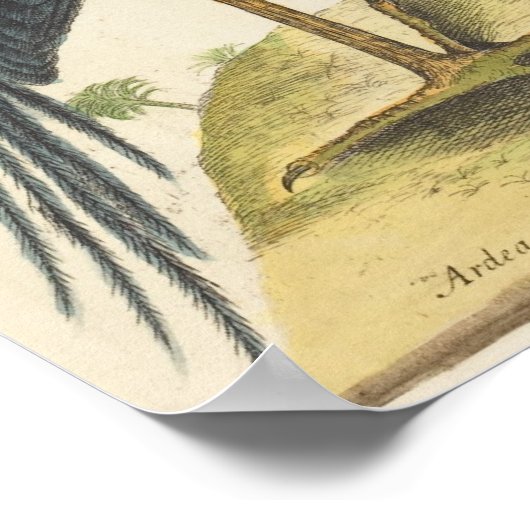 The Blue Heron Print door Mark Catesby (Hoek)