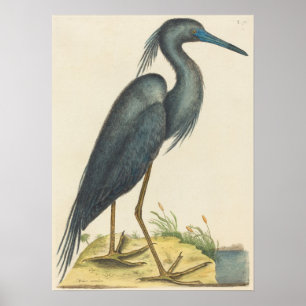 The Blue Heron Print door Mark Catesby