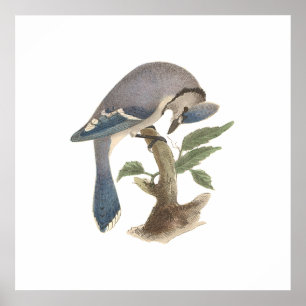 The Blue Jay (Garrulus cristatus) Poster