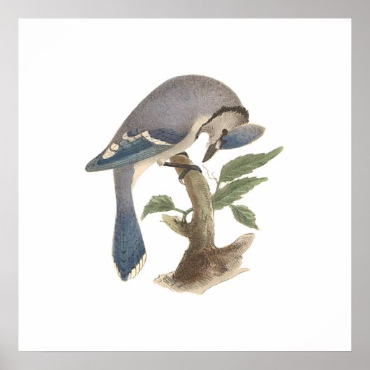 The Blue Jay (Garrulus cristatus) Poster (Voorkant)