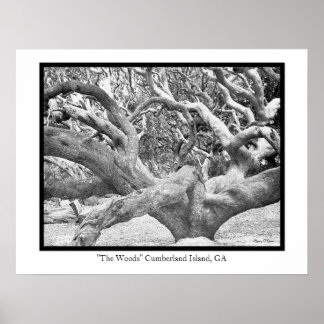 "The Bossen" Cumberland Island, GA Poster