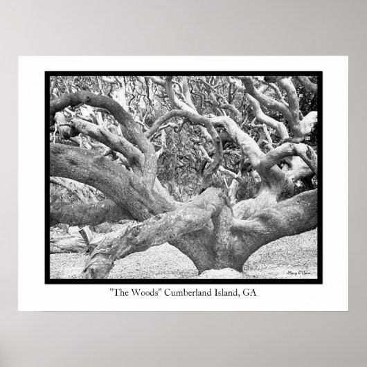 "The Bossen" Cumberland Island, GA Poster (Voorkant)