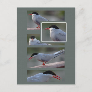 The Bridge Guardian CC0216 Briefkaart