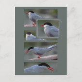 The Bridge Guardian CC0216 Briefkaart (Voorkant)