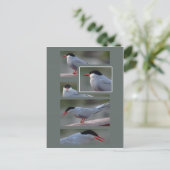 The Bridge Guardian CC0216 Briefkaart (Staand voorkant)