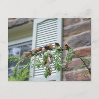 The Brood X Briefkaart