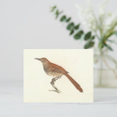 The Brown Thrush of Brown Thrasher, New York Birds Briefkaart (Staand voorkant)