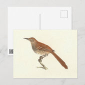 The Brown Thrush of Brown Thrasher, New York Birds Briefkaart (Voorkant / Achterkant)