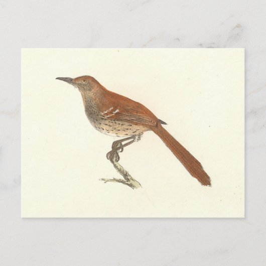 The Brown Thrush of Brown Thrasher, New York Birds Briefkaart (Voorkant)
