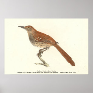 The Brown Thrush of Brown Thrasher, New York Birds Poster