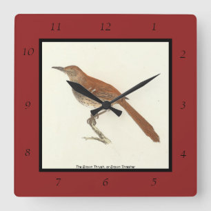 The Brown Thrush of Brown Thrasher, New York Birds Vierkante Klok