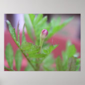 The Bud Poster (Voorkant)