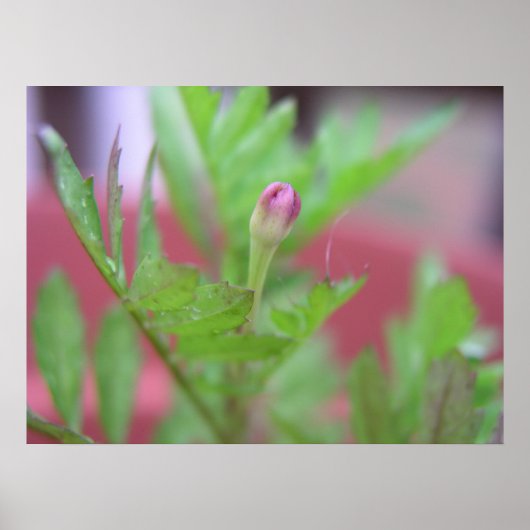 The Bud Poster (Voorkant)